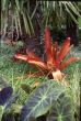Aechmea mulfordii